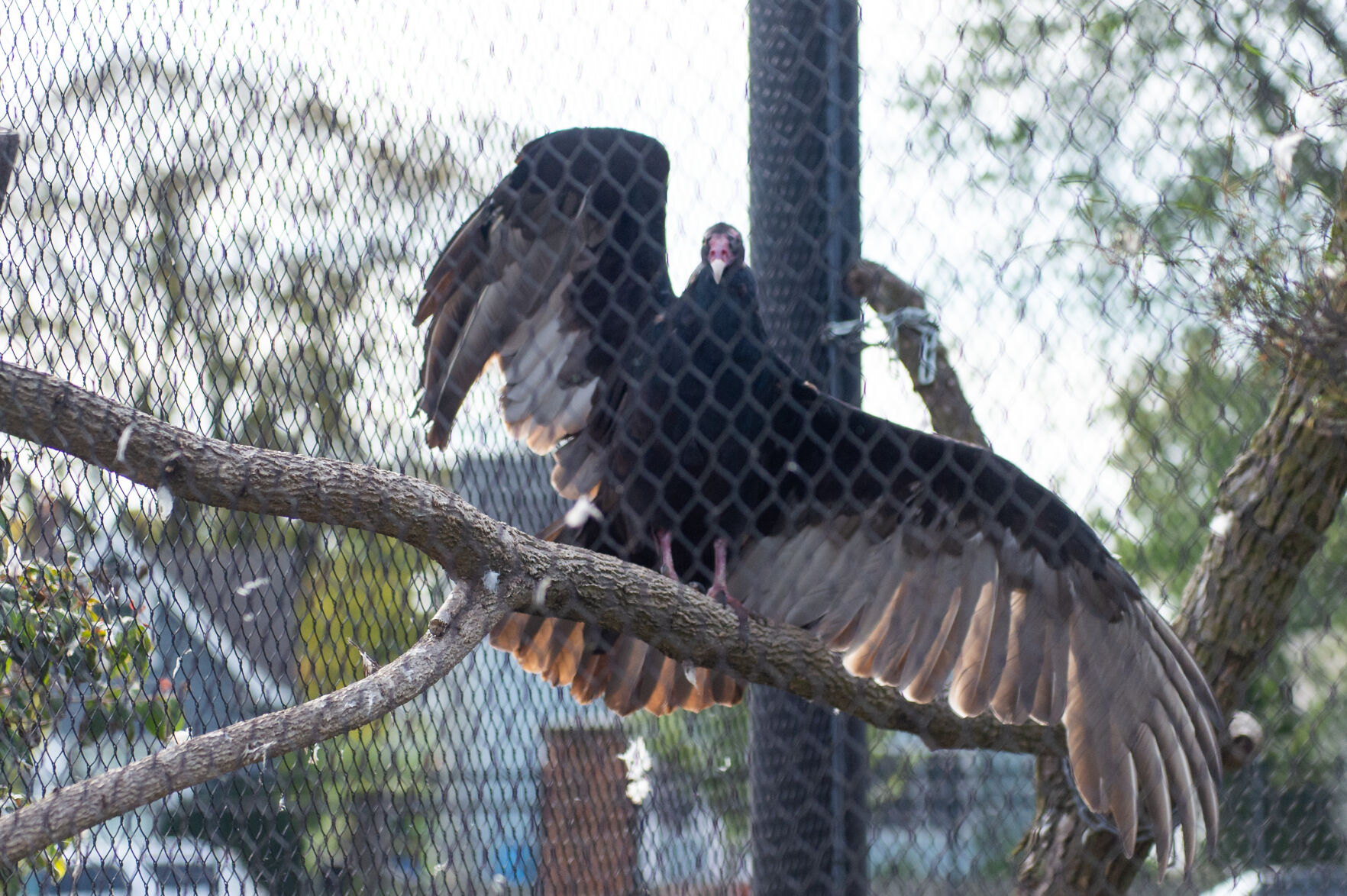 10/3/20 Zoo Animals, Turkey Vulture